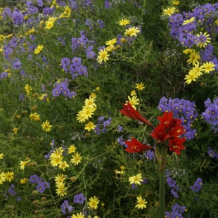 Rhodophiala phycelloides with Solanum maritimum